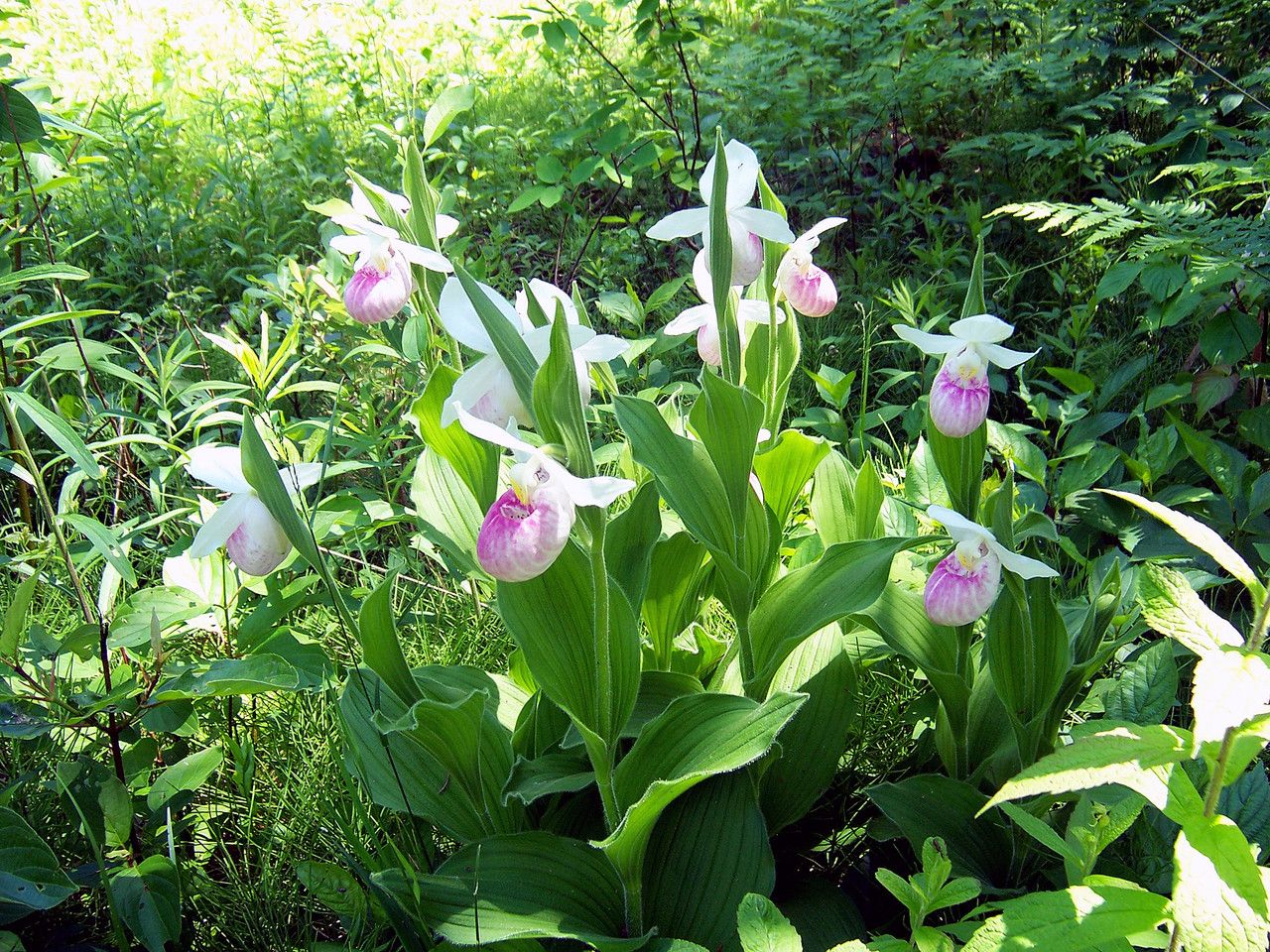 Cypripedium reginae habit