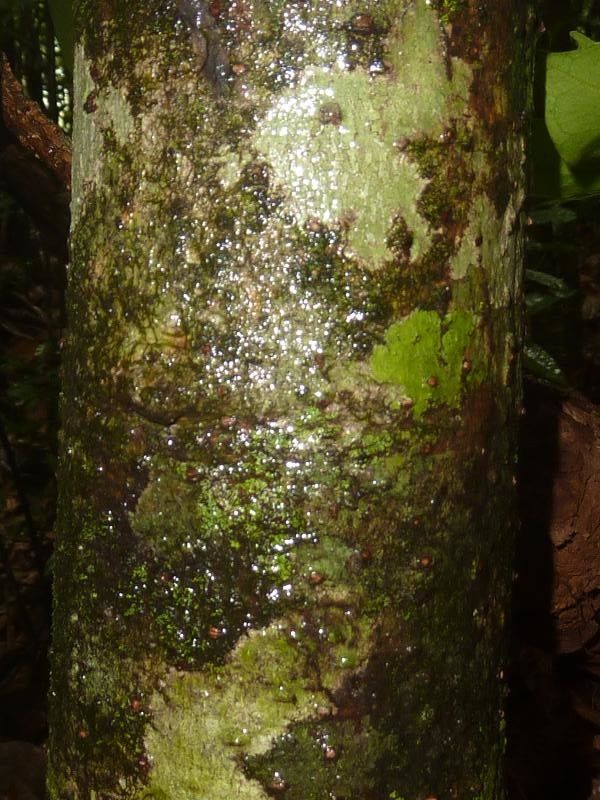 Clusia fockeana — search result for 'Clusia'