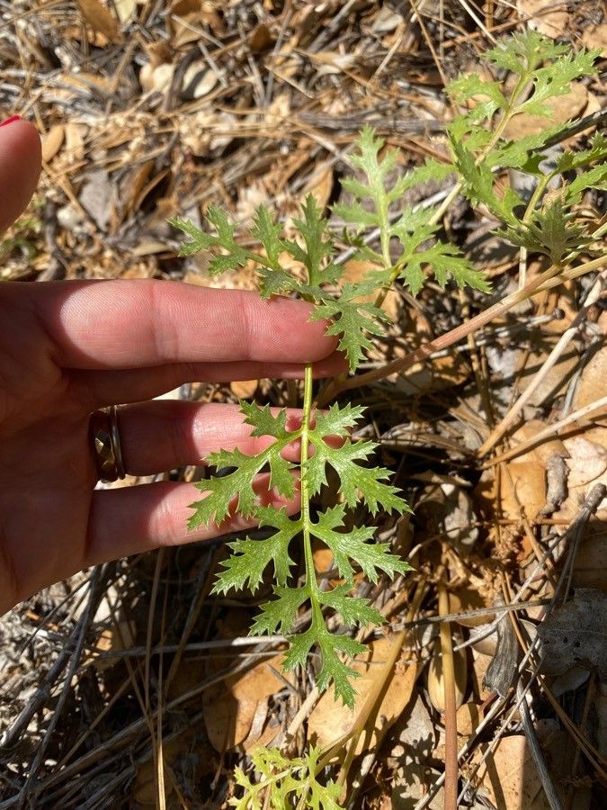 Tauschia parishii leaf