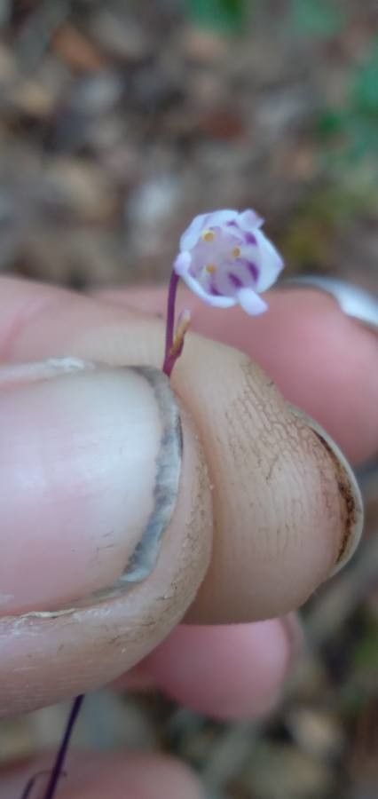 Apteria aphylla — houseplant care guide