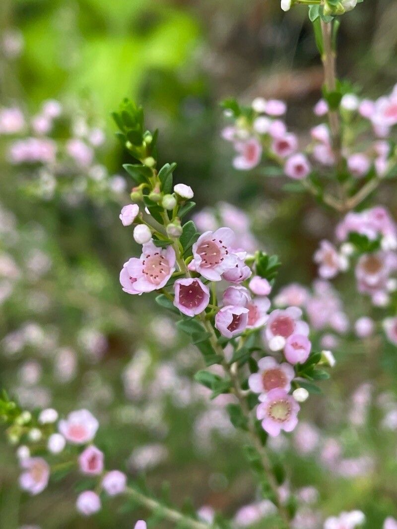 Thryptomene saxicola flower