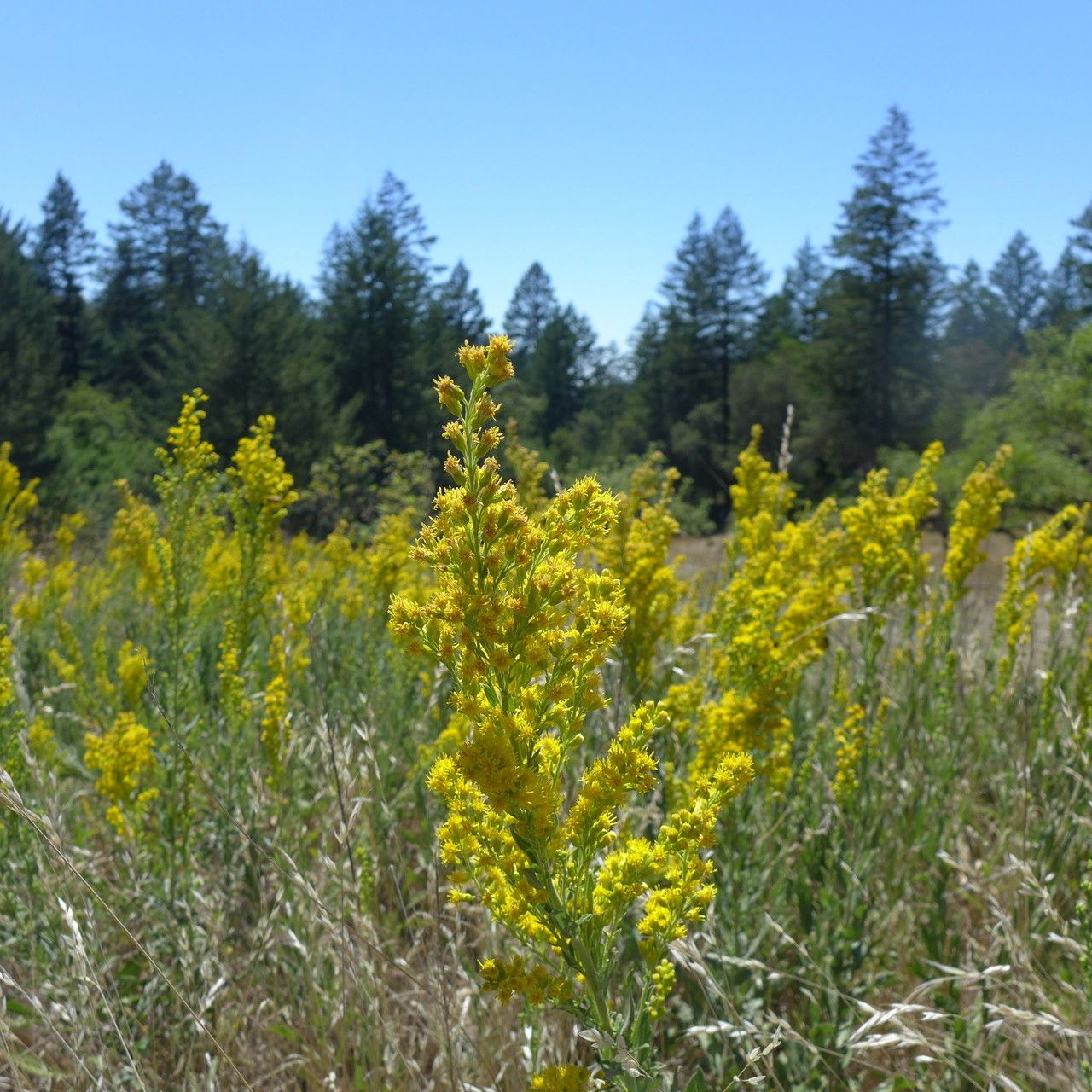 Euthamia occidentalis habit