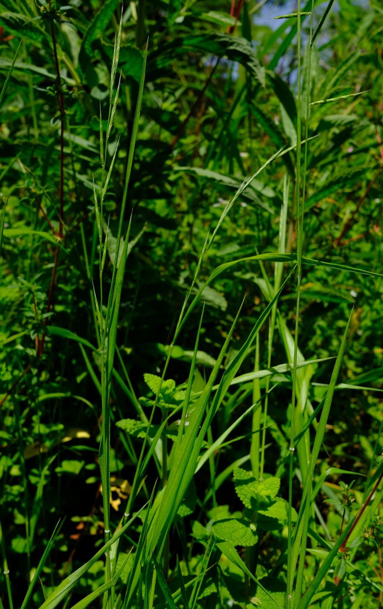 Brachypodium flexum habit