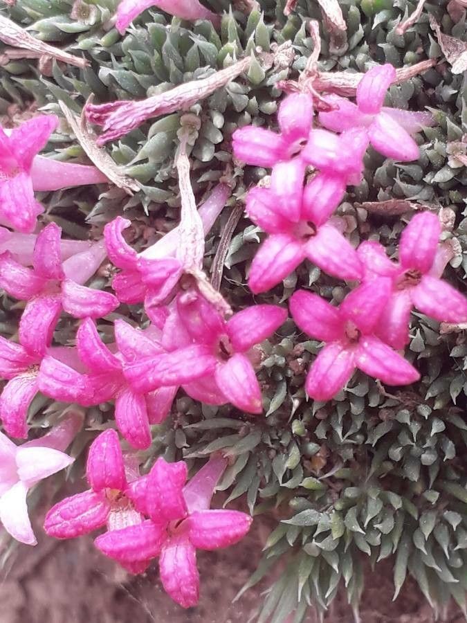 Asperula nitida flower