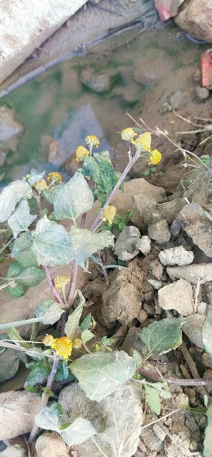Acmella paniculata flower