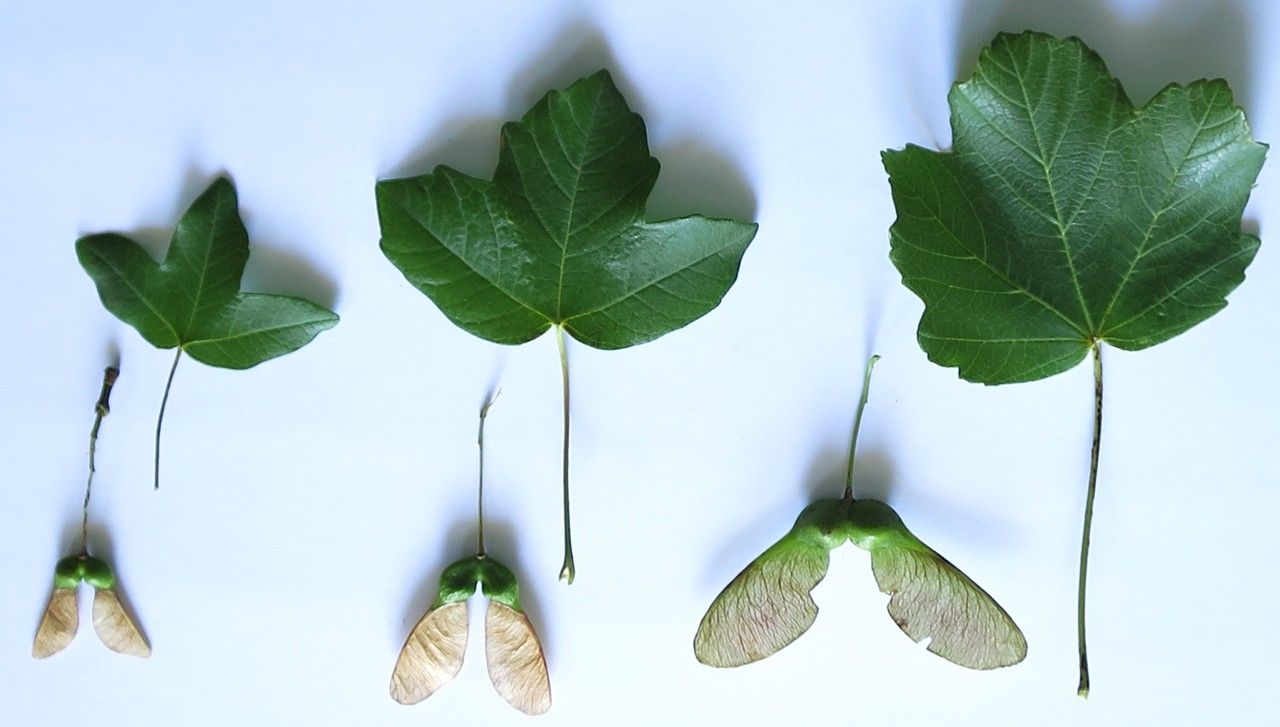 Acer × martini other