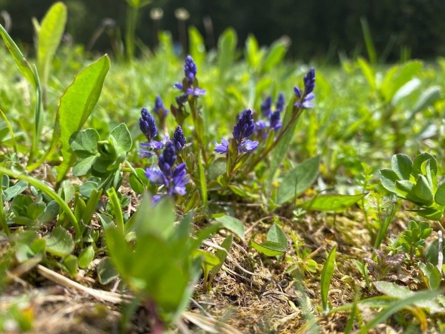 Polygala amara habit