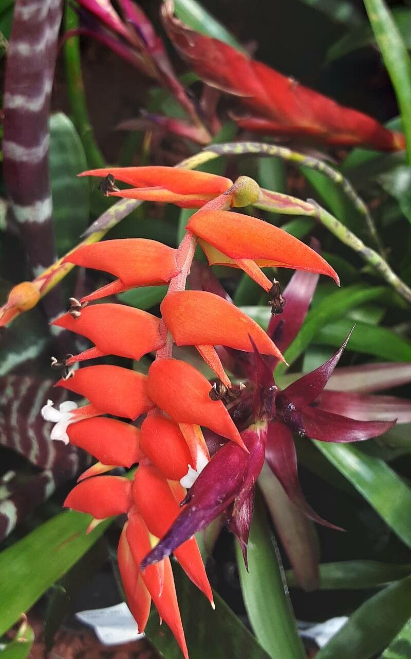 Racinaea dyeriana flower