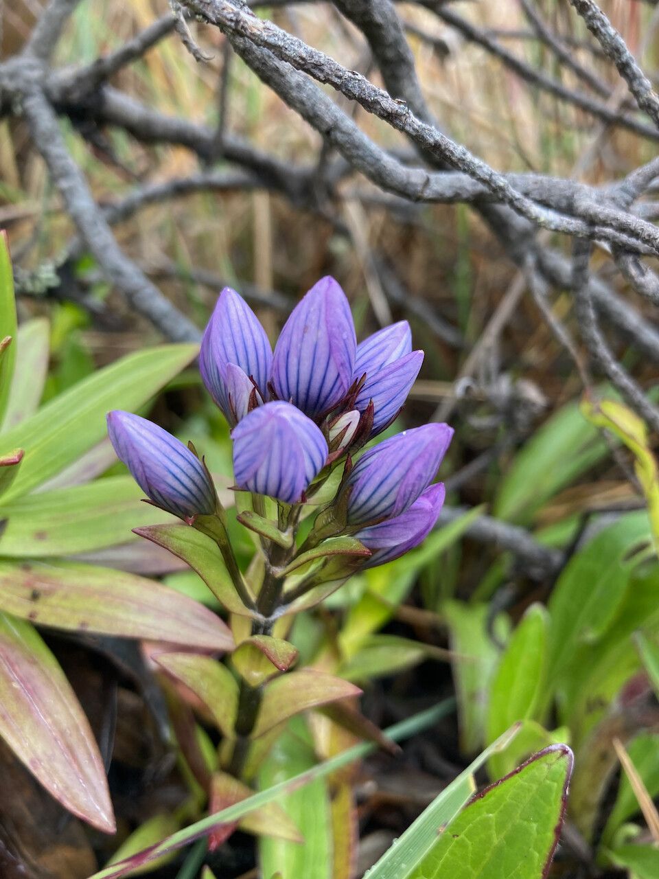 Gentianella dasyantha flower