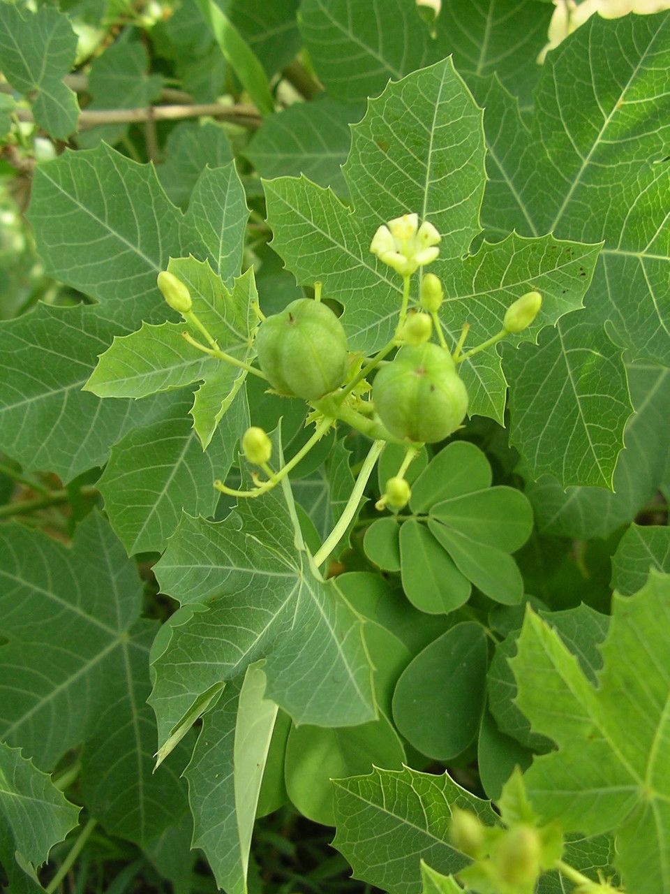 Jatropha chevalieri fruit