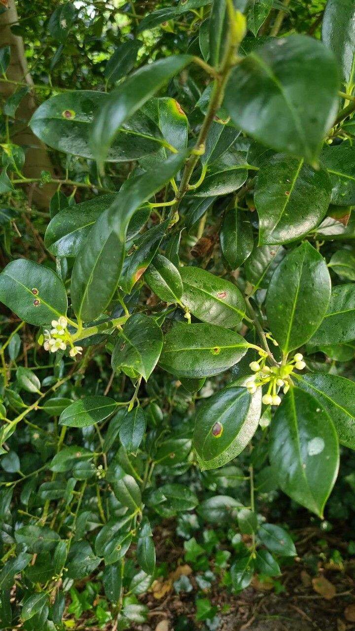 Ilex canariensis flower