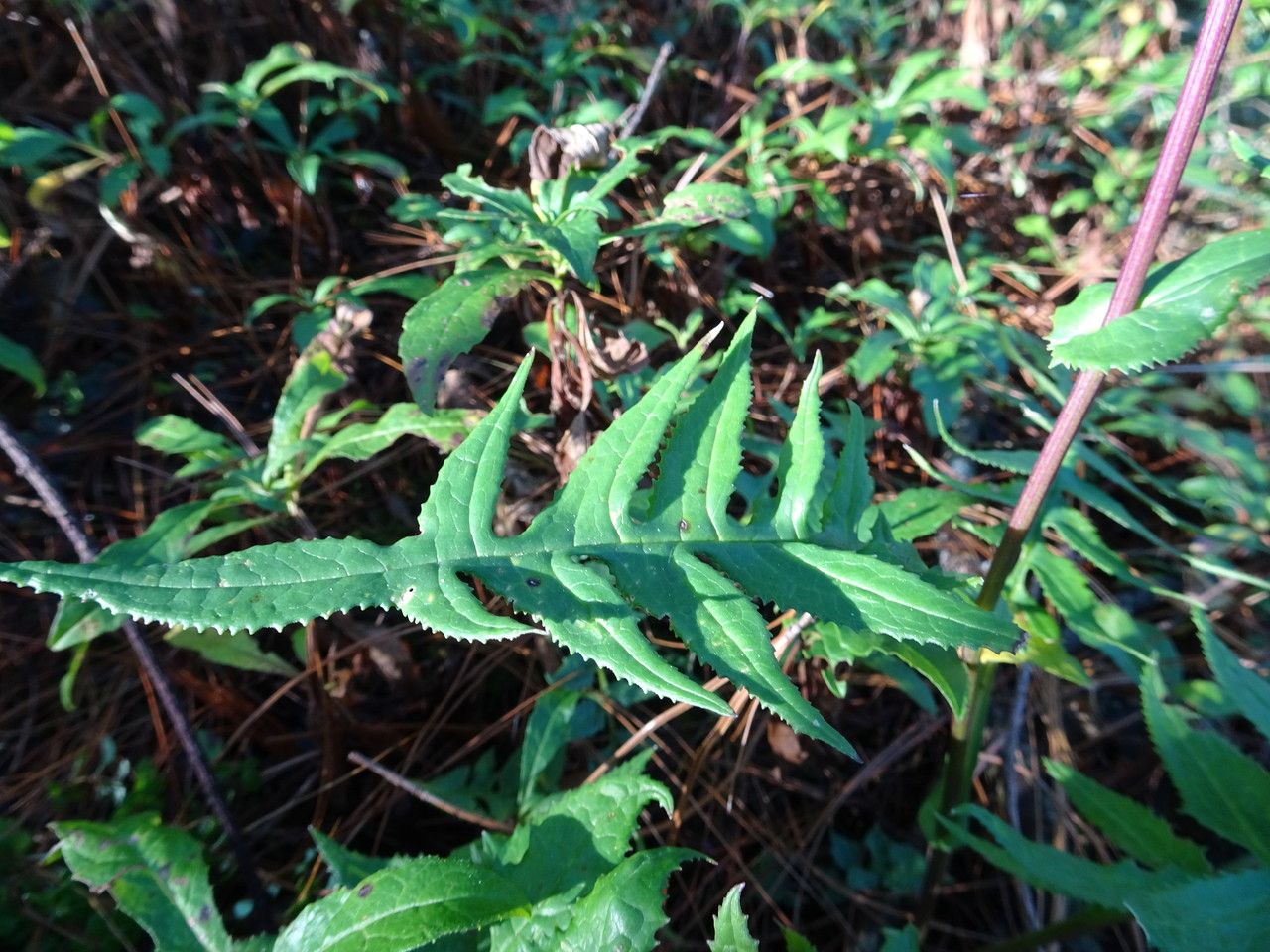 Senecio roseus leaf