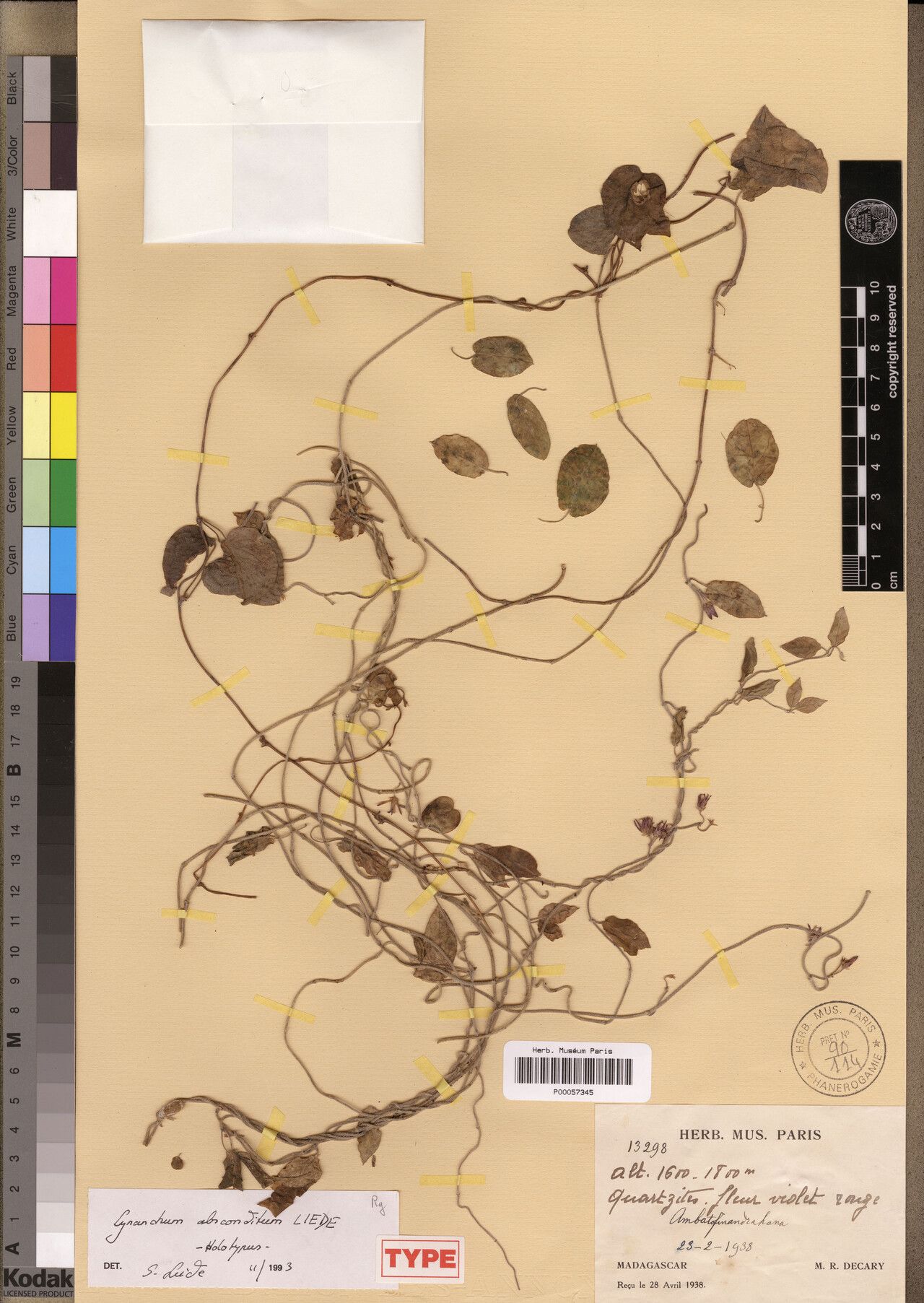 Cynanchum absconditum — related species from the same genus