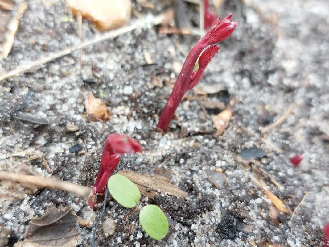 Disa atrorubens — related species from the same genus