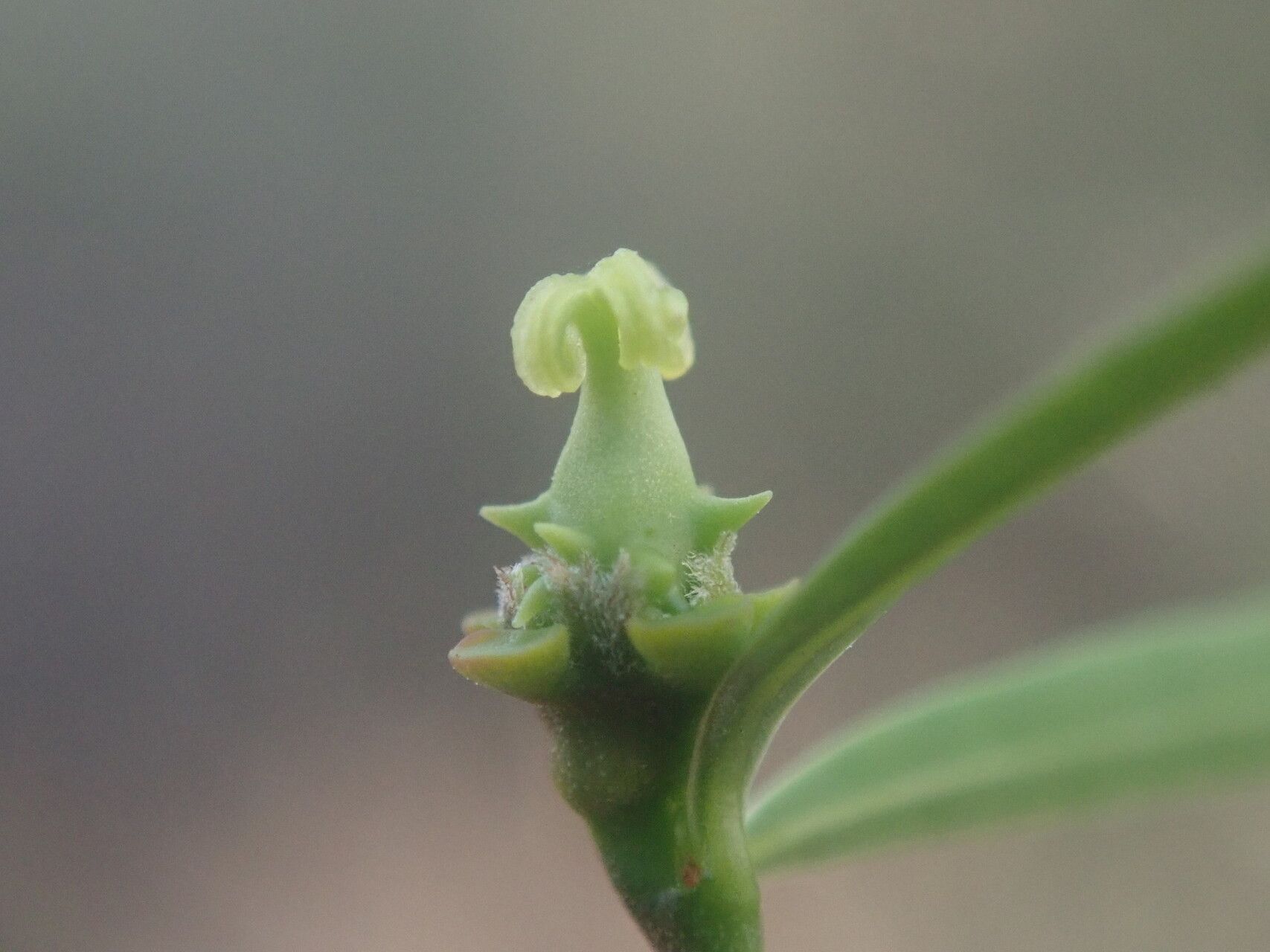 Euphorbia randrianijohanyi flower