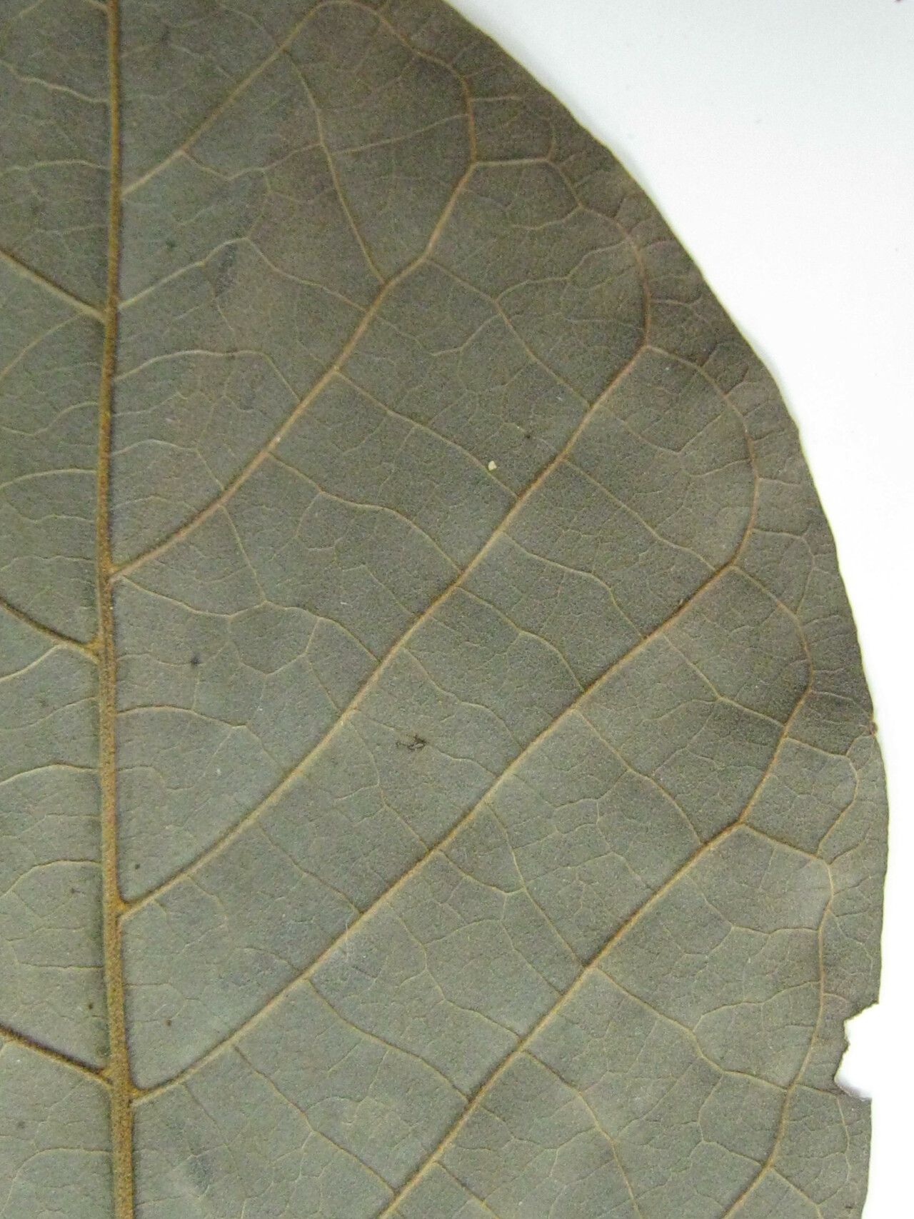 Handroanthus subtilis other