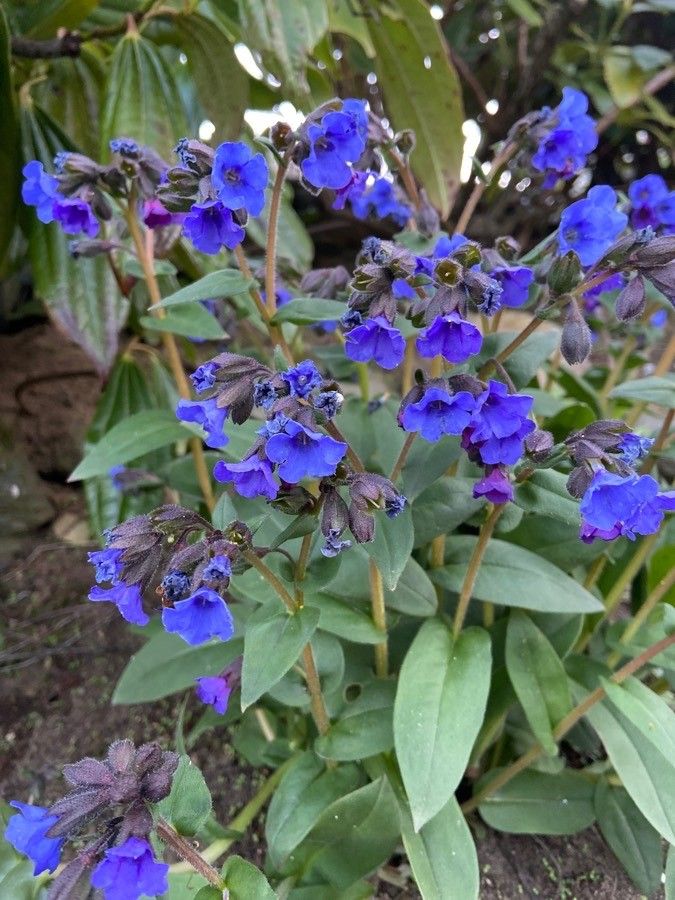 Pulmonaria angustifolia flower