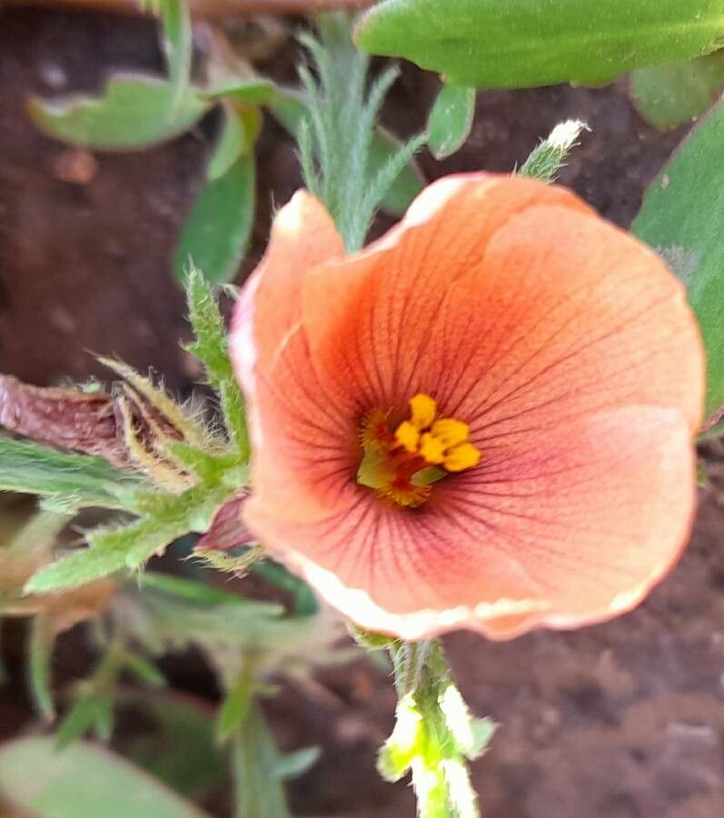Turnera sidoides flower