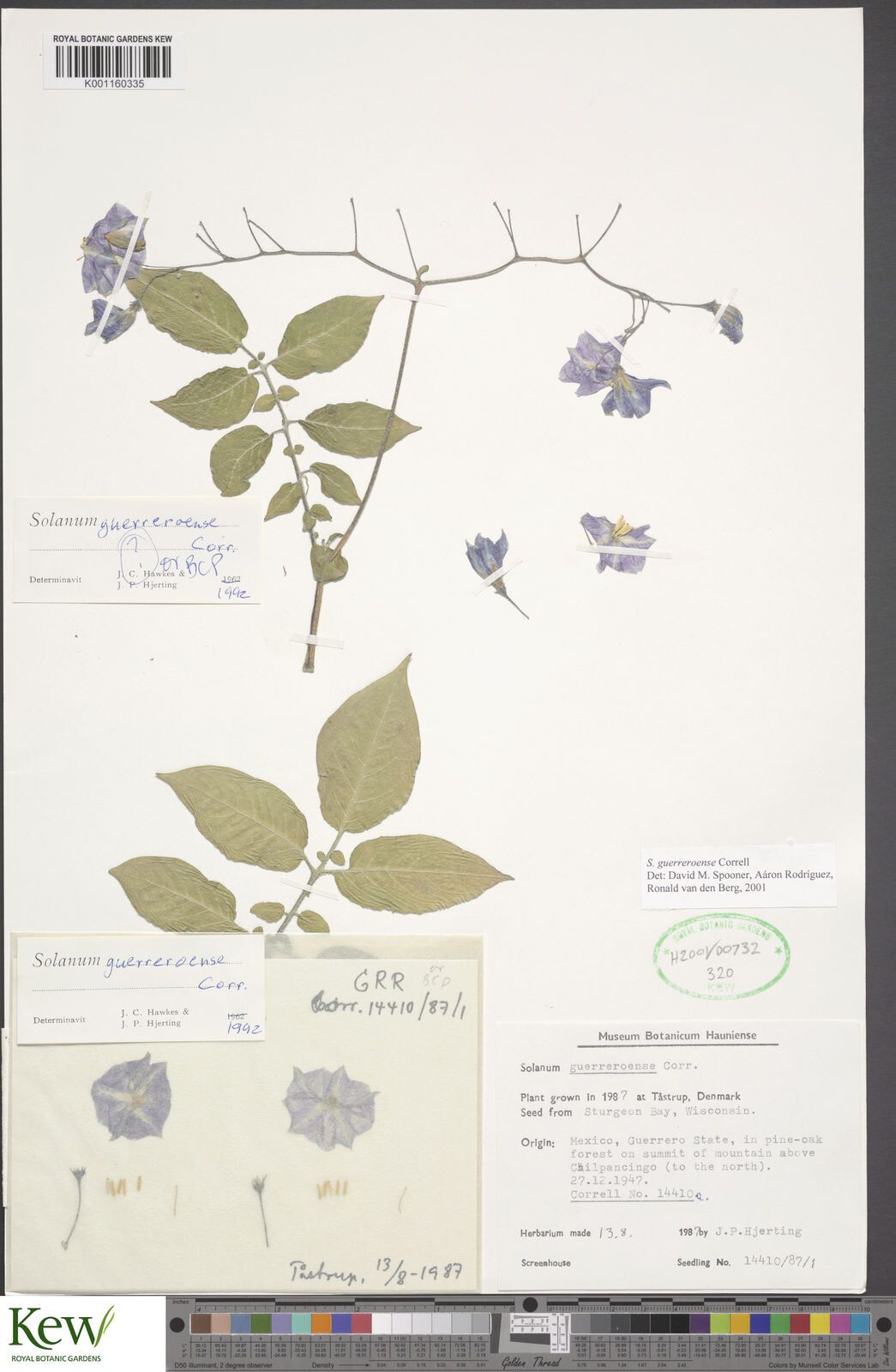 Solanum guerreroense — houseplant care guide