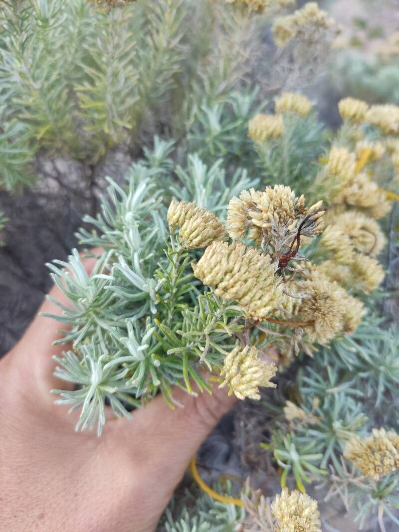 Helichrysum kraussii — search result for 'Helichrysum'