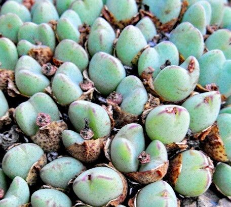 Conophytum meyeri — houseplant care guide