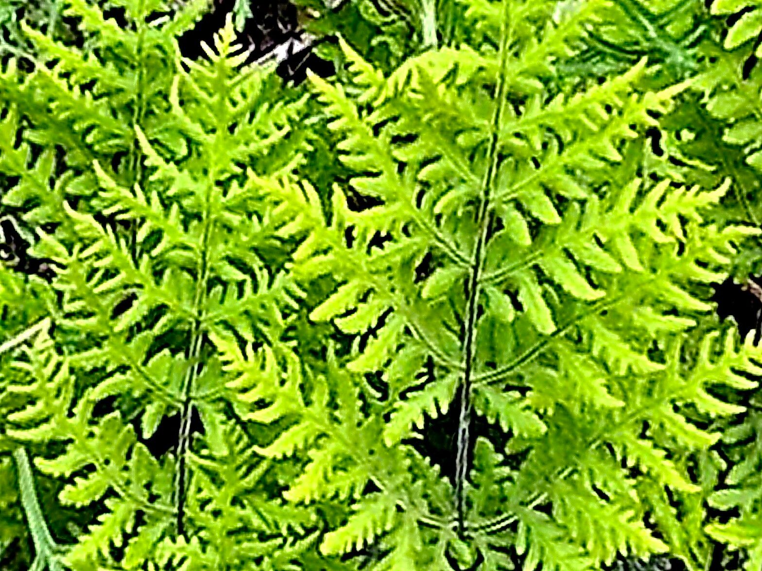 Hemionitis glanduloviscida — houseplant care guide