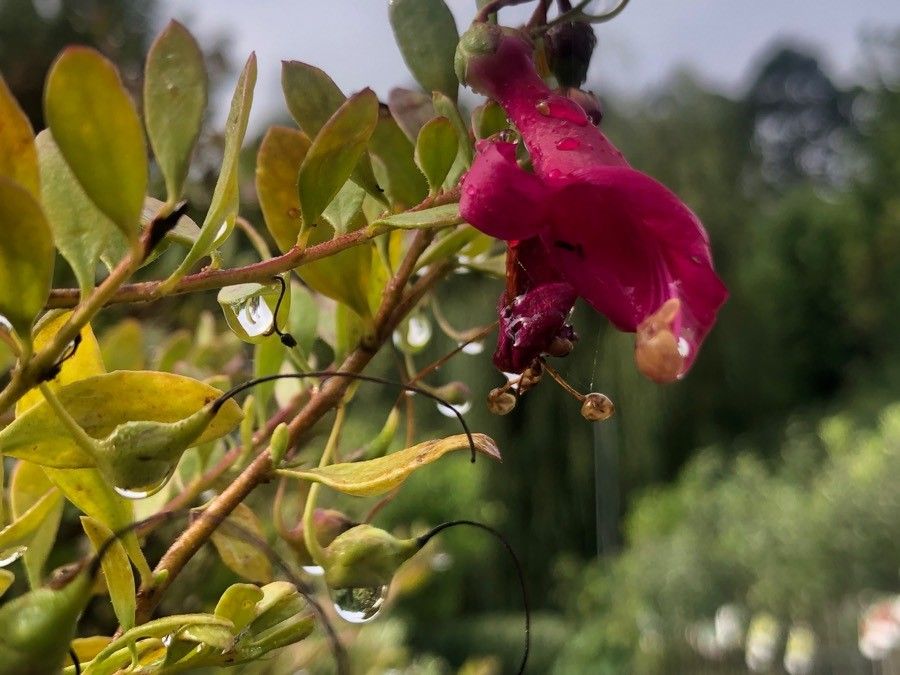 Eremophila oppositifolia flower