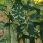 Solidago gigantea