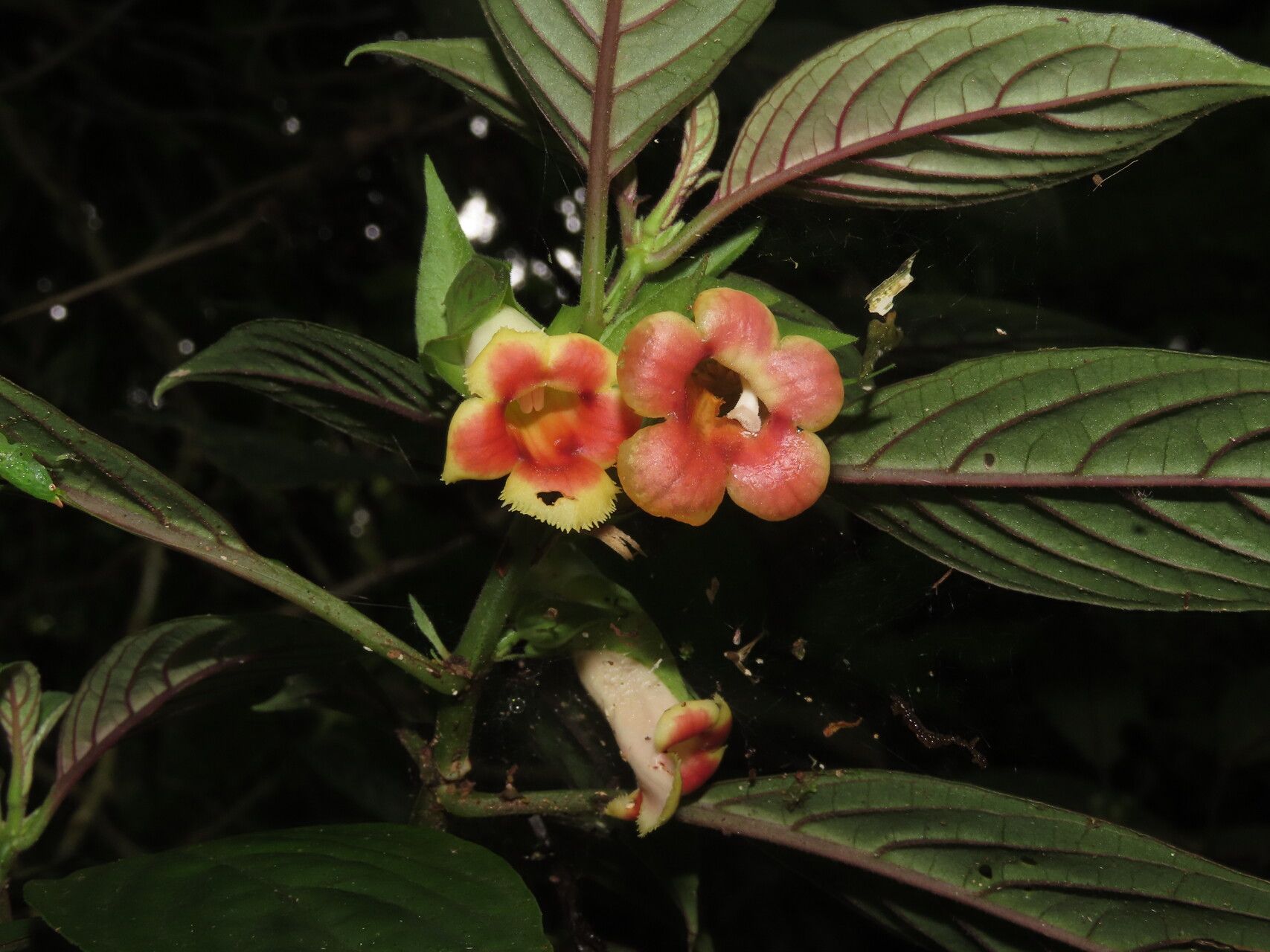 Drymonia warszewicziana — houseplant care guide