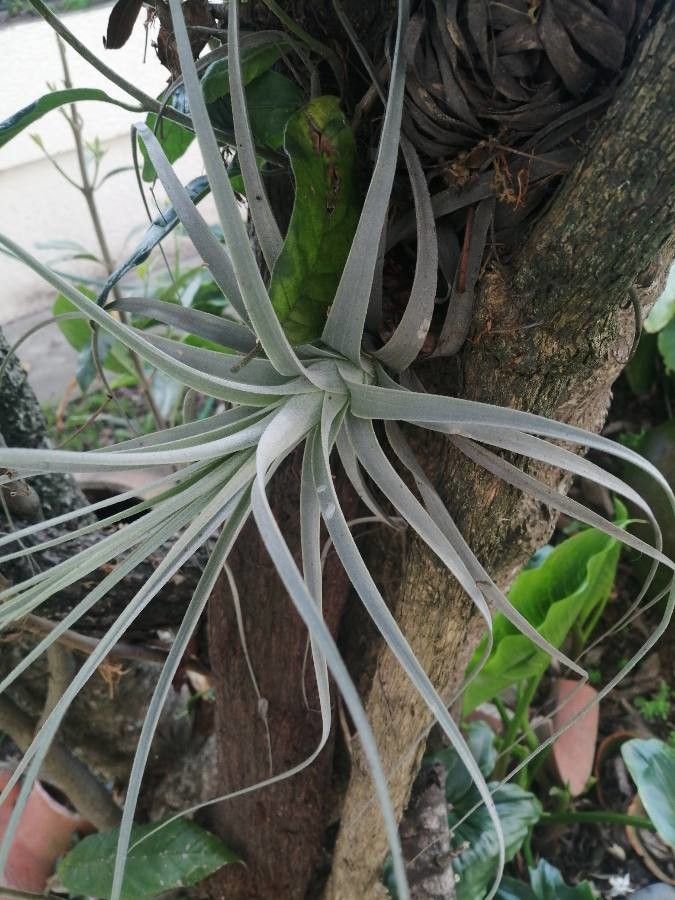 Tillandsia bergeri bark