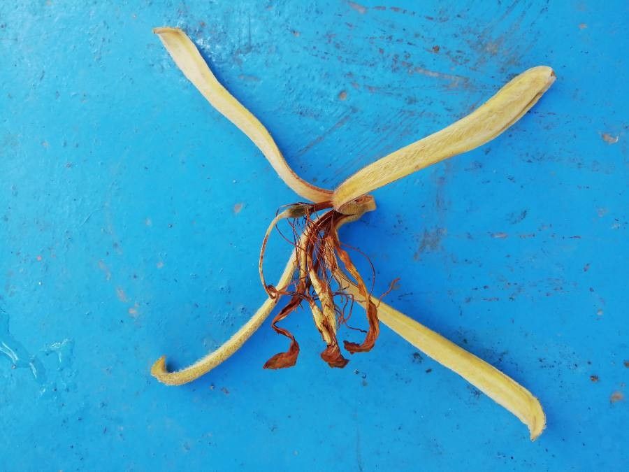 Pterospermum acerifolium flower