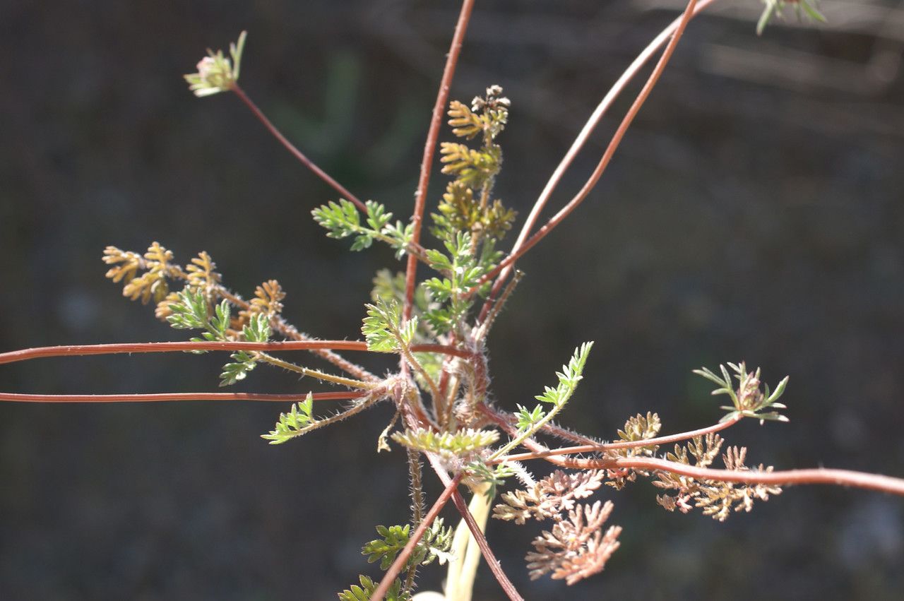 Daucus involucratus — search result for 'Daucus'