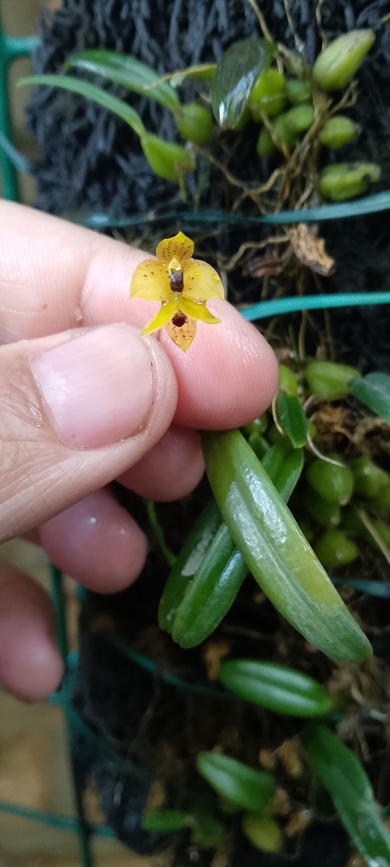 Bulbophyllum analamazoatrae flower