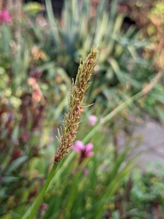 Bistorta officinalis fruit