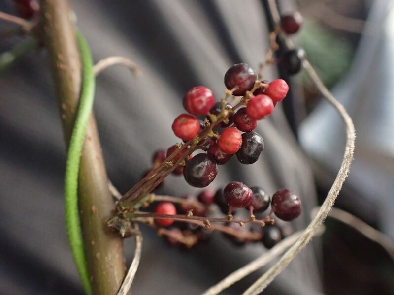 Phyllanthus muellerianus fruit
