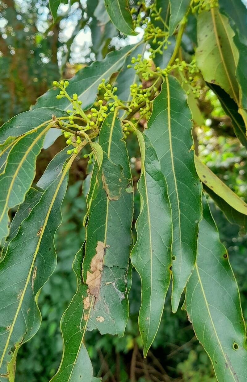 Ocotea puberula — search result for 'Lauraceae'