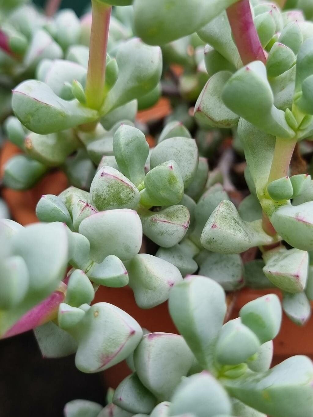 Oscularia deltoides — search result for 'Aizoaceae'