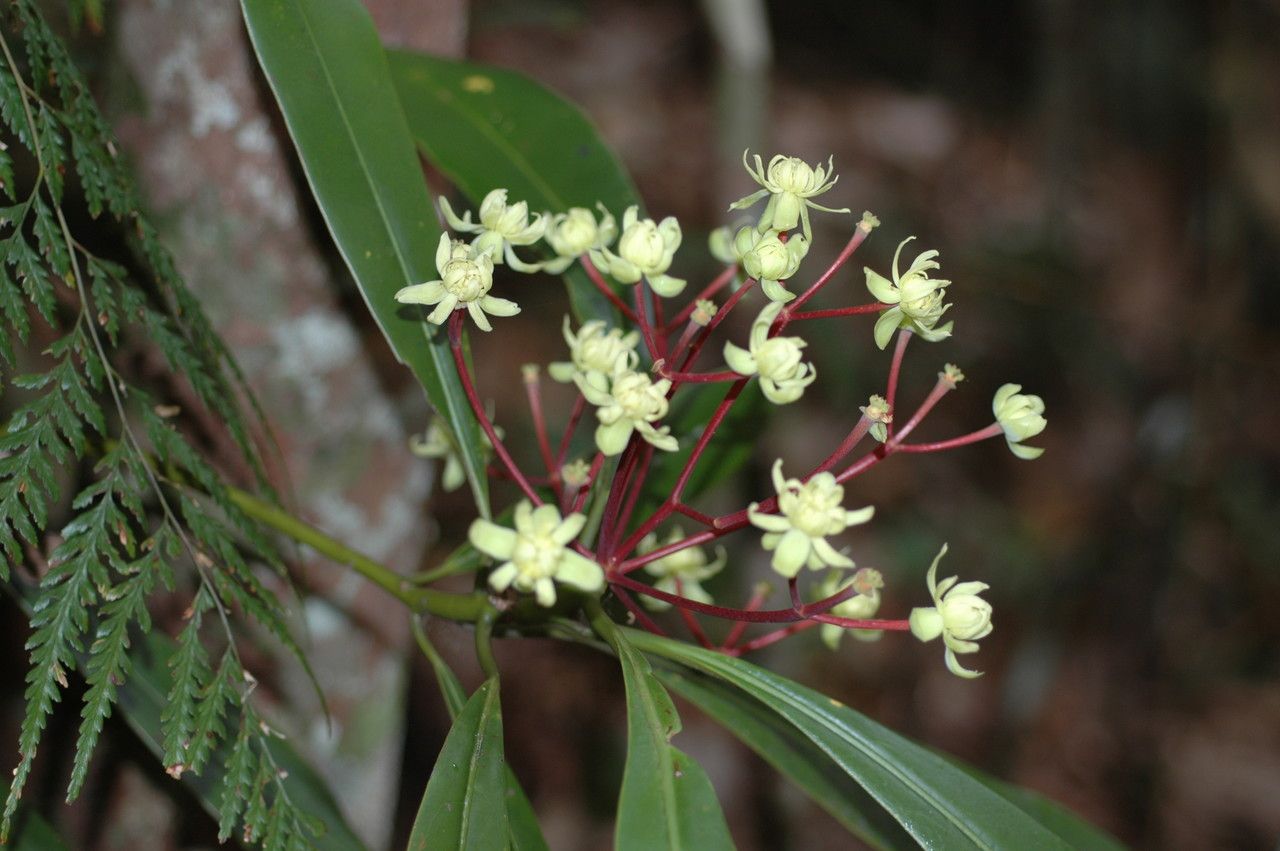 Zygogynum pancheri flower