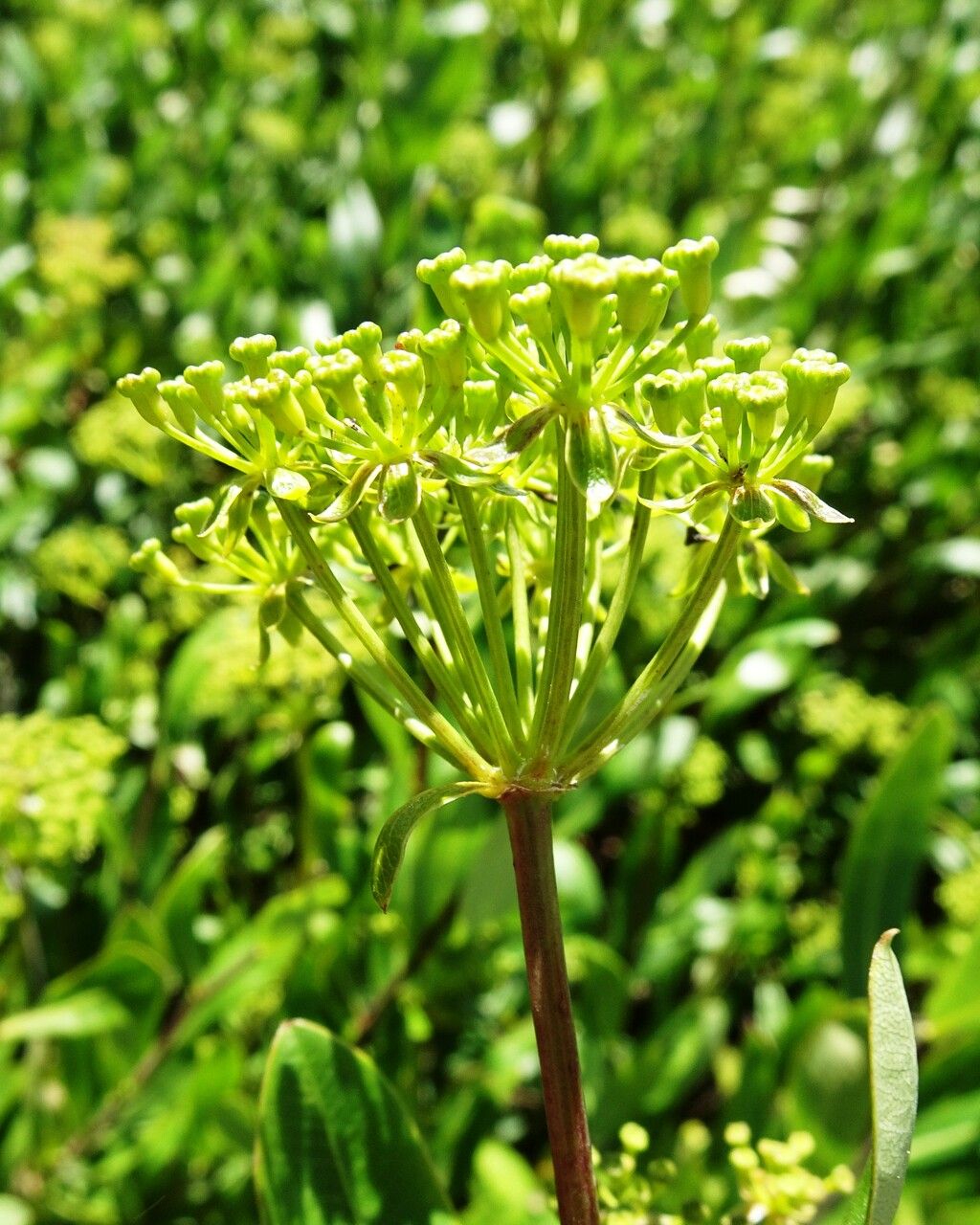 Bupleurum fruticosum flower
