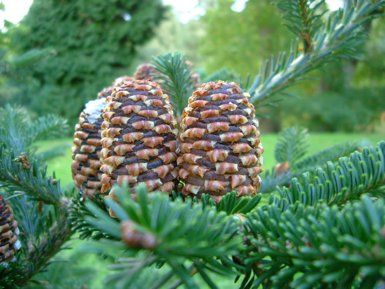 Abies fraseri fruit