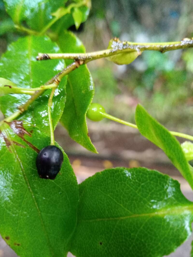Vaccinium padifolium leaf
