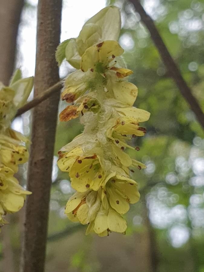 Corylopsis veitchiana flower
