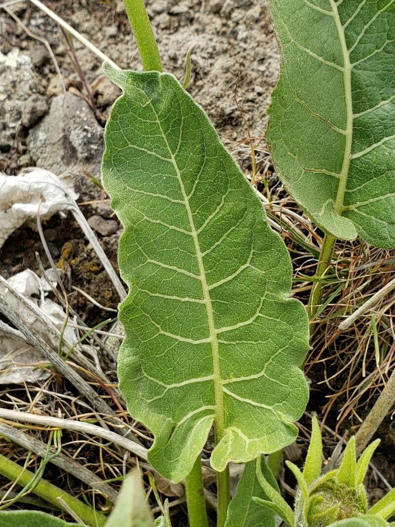 Balsamorhiza careyana — related species from the same genus