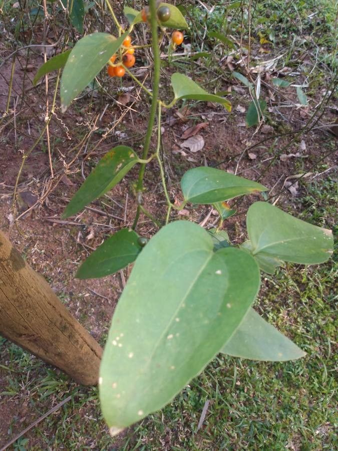 Smilax fluminensis — search result for 'Smilax'