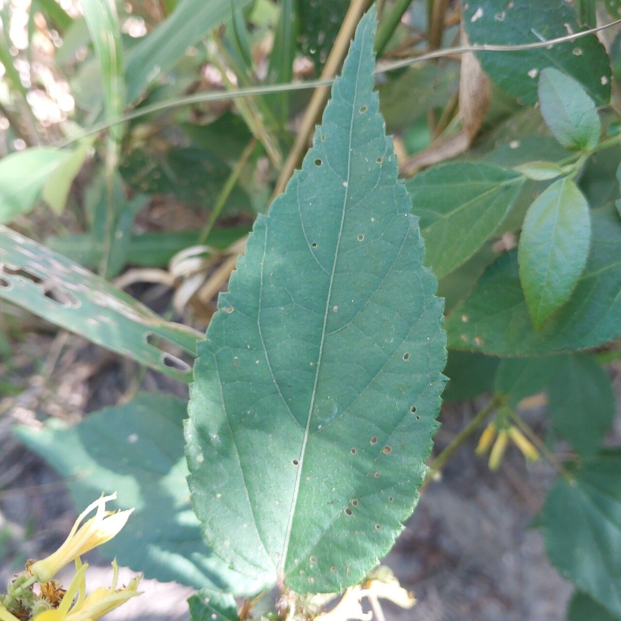 Triumfetta pilosa leaf