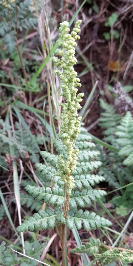 Anemia tomentosa habit