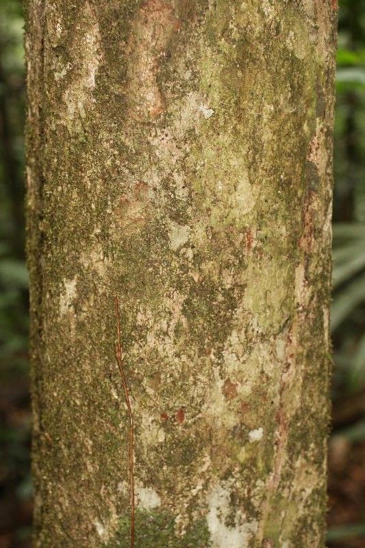 Pradosia ptychandra bark