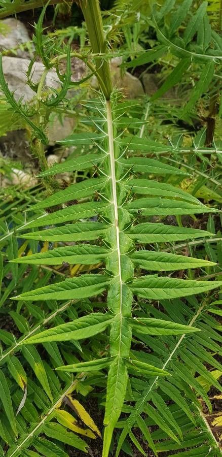 Cirsium lanatum — search result for 'Cirsium'