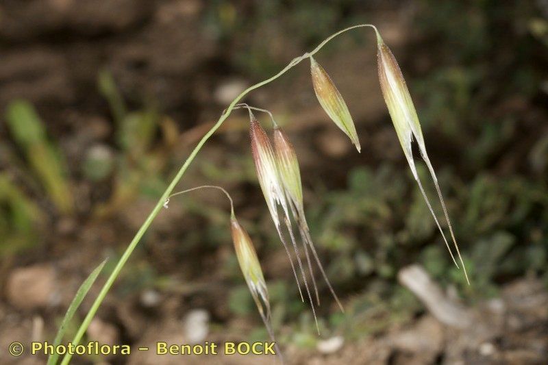 Avena canariensis