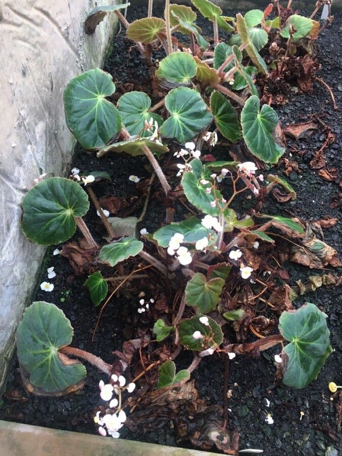 Begonia acida habit